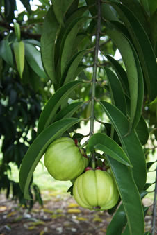 Natural Garcinia Plant Unripened